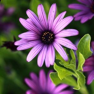 Meet your Posher, JM